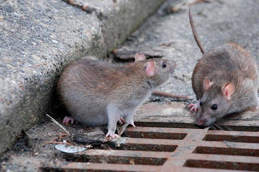Киевские дворы заполонили крысы (видео)