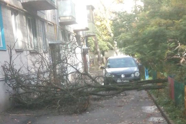 На Белецкого удачно упало дерево (фото)