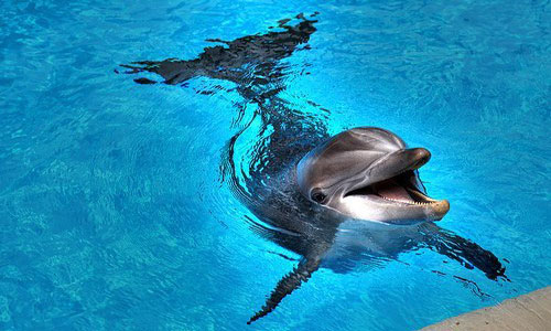 Киевским дельфинам устроили турне