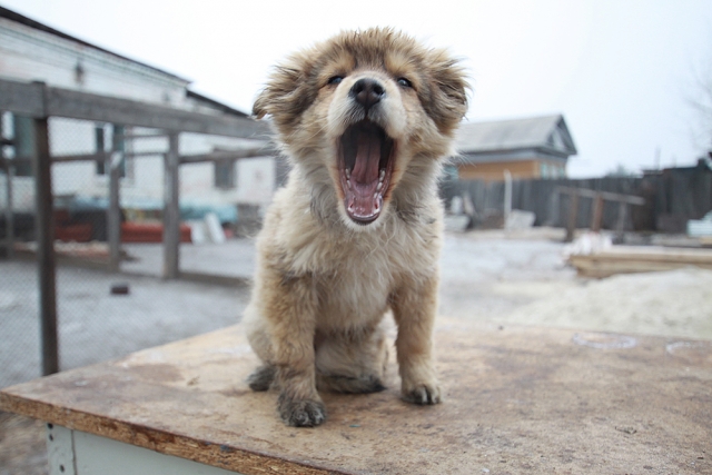 В Киеве хотят построить приют для животных
