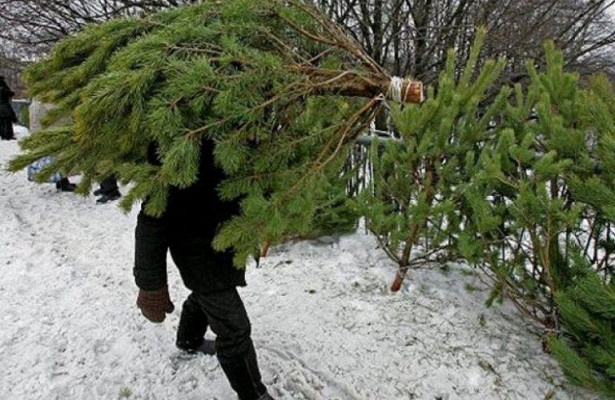 В Киеве откроют пункты приема елок