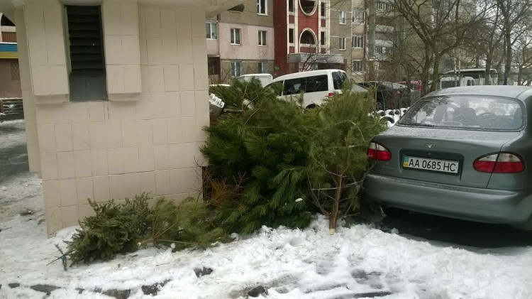 Киевские дворы завалены новогодними елками
