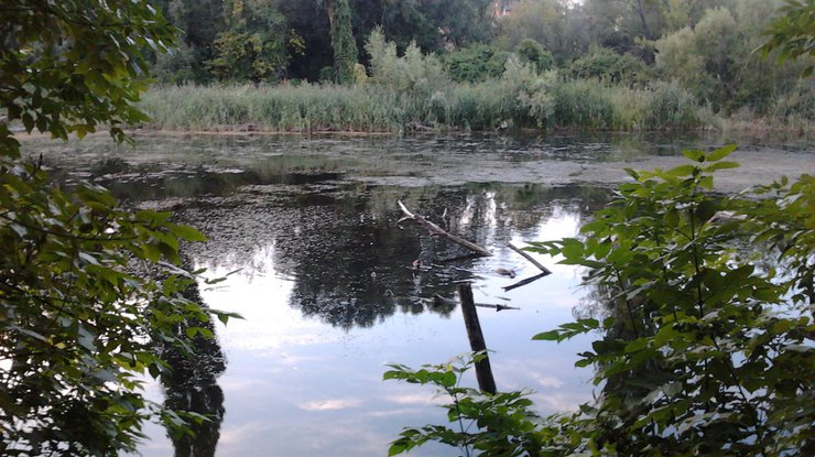 Киевсовет рассмотрит петицию о спасении Совских прудов