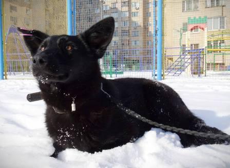 Бездомная собака спасла киевлянина от гопников