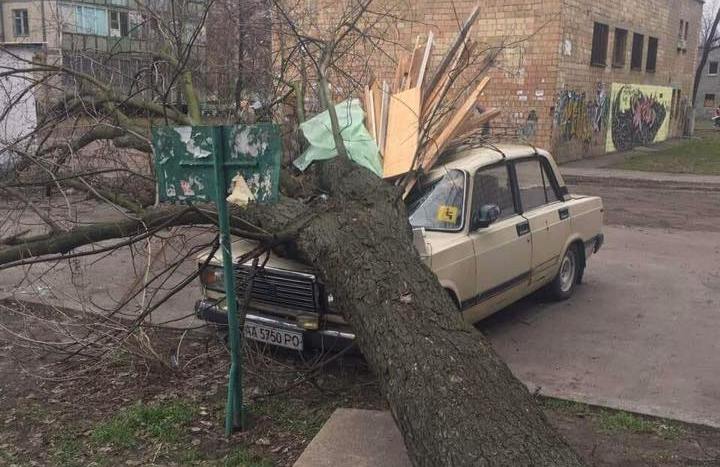 На Лесном массиве на машину рухнуло дерево