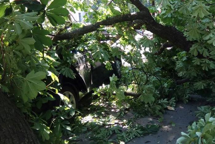 В центре Киева на машину рухнуло дерево