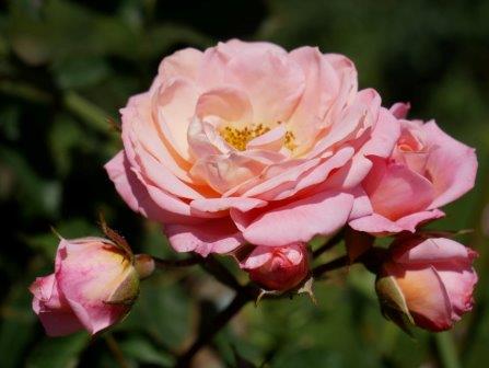 В Ботсаду расцвели коллекционные розы (фото)