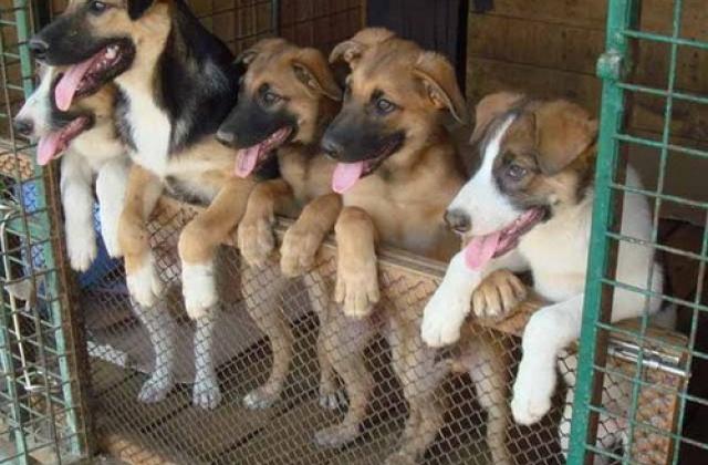 Приют для животных подозревают в массовом убийстве собак
