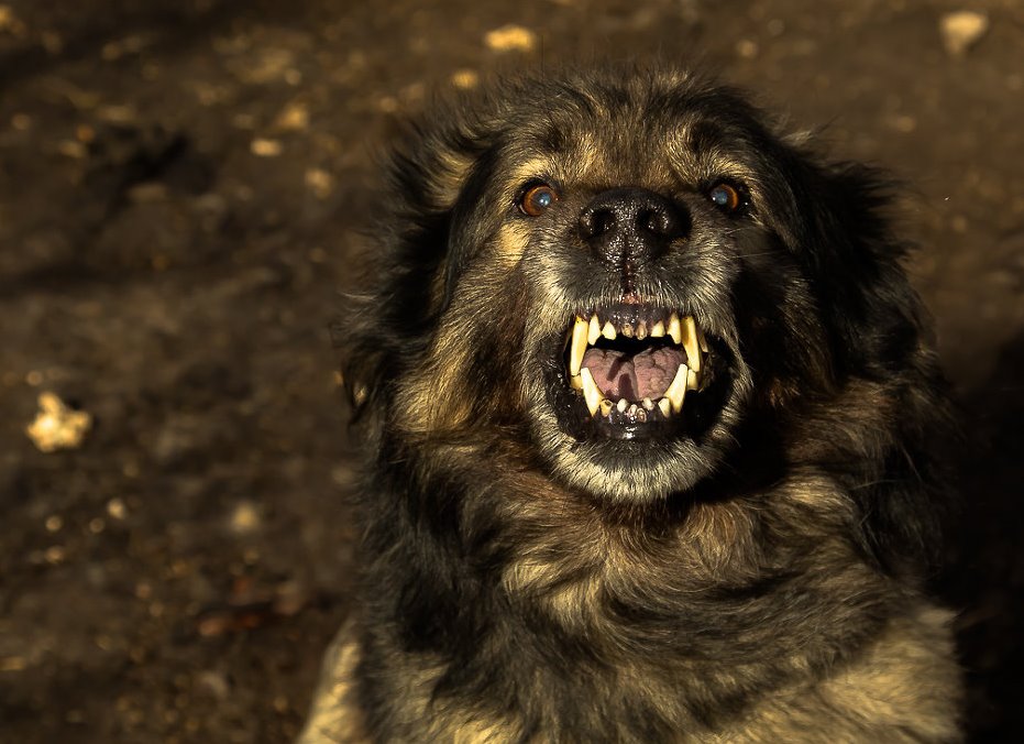Агрессивные бродячие собаки нападают на прохожих
