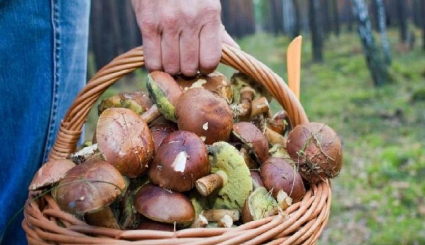 Киевляне массово травятся грибами
