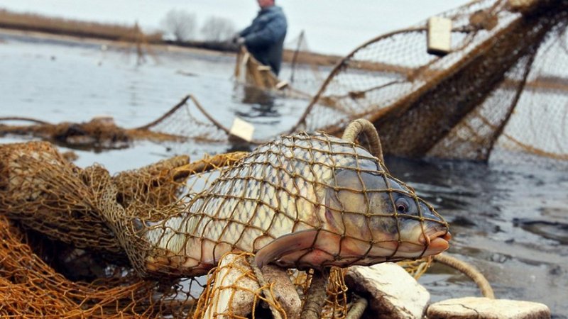 Под Киевом браконьеры наловили сотни тонн рыбы