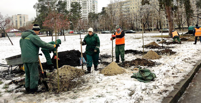 В Киеве среди зимы высаживают молодые деревья