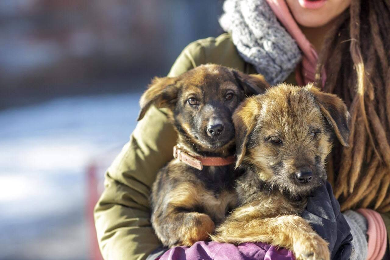 На трассе под Киевом выбросили собак