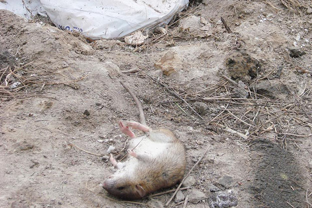 Киевские коммунальщики ликвидируют крысиные гнезда