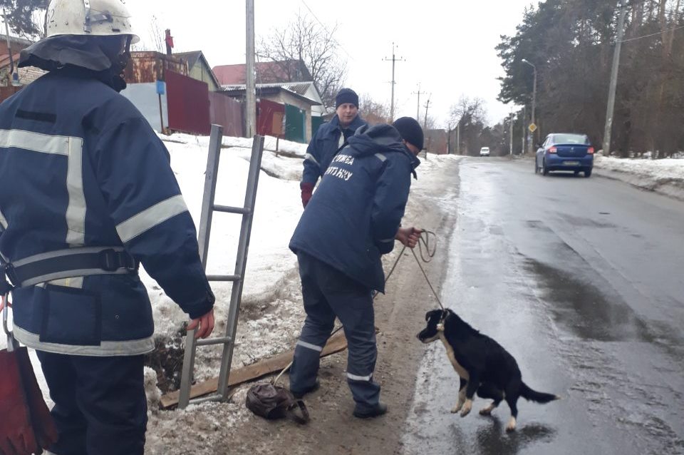 Под Киевом в колодец упала собака