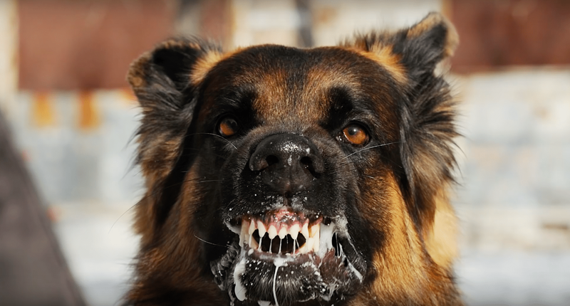 В Броварах людей атакуют бродячие собаки