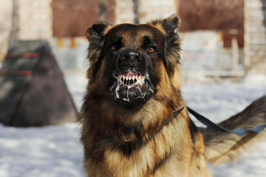 На Борщаговке уличный вор натравил собаку на полицию
