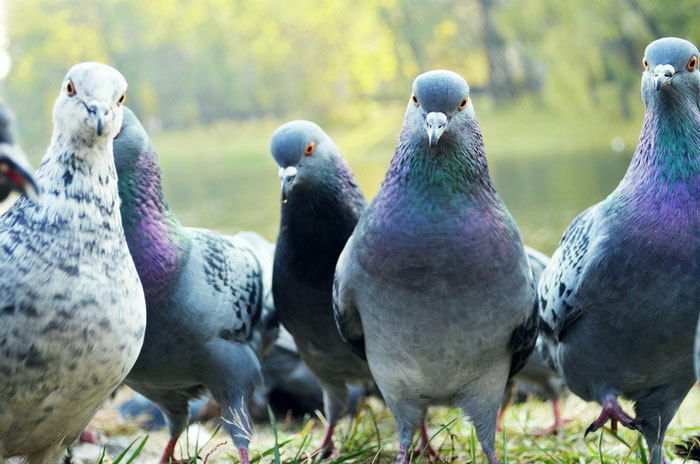 В Киеве предлагают запретить кормить голубей