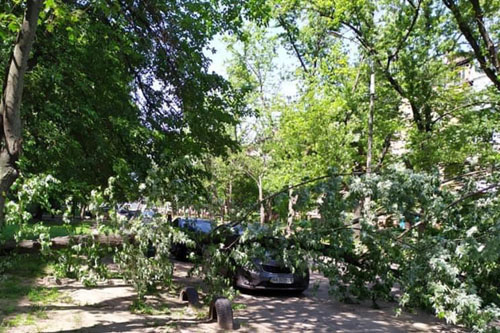 В Киеве упало дерево