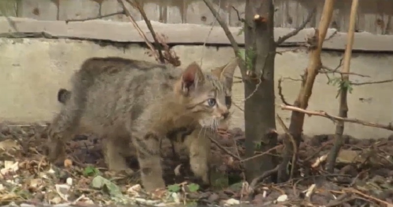 В киевском зоопарке – пополнение. В семействе диких котов родились котята