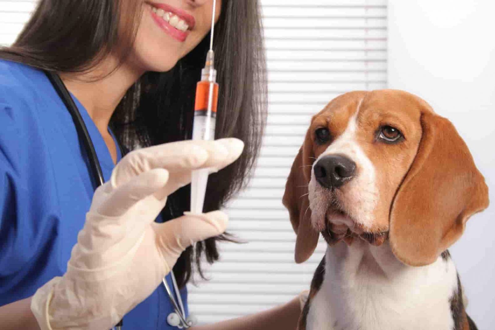 В Киеве будут бесплатно вакцинировать животных против бешенства