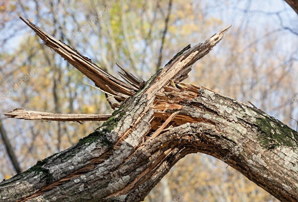 В двух селах Вышгородского района под упавшими деревьями погибли люди