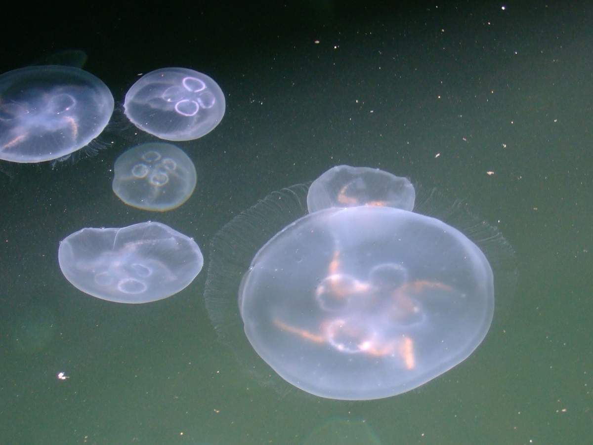 В Киеве в Днепре обнаружили медузу
