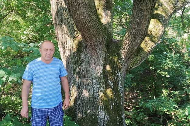 В Киевской области обнаружили двухсотлетнюю грушу