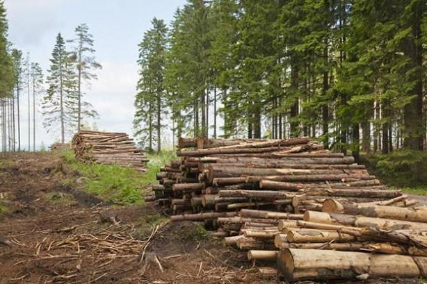 В Киевской области незаконно снесли деревья стоимостью 13 миллионов гривен