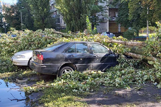 В Киеве на Минском массиве ветер вырвал большое дерево с корнем