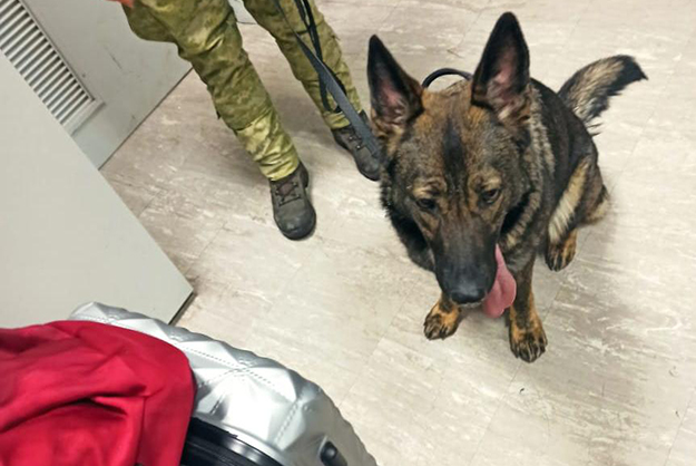 В бориспольском аэропорту служебная собака обнаружила крупную партию наркотиков