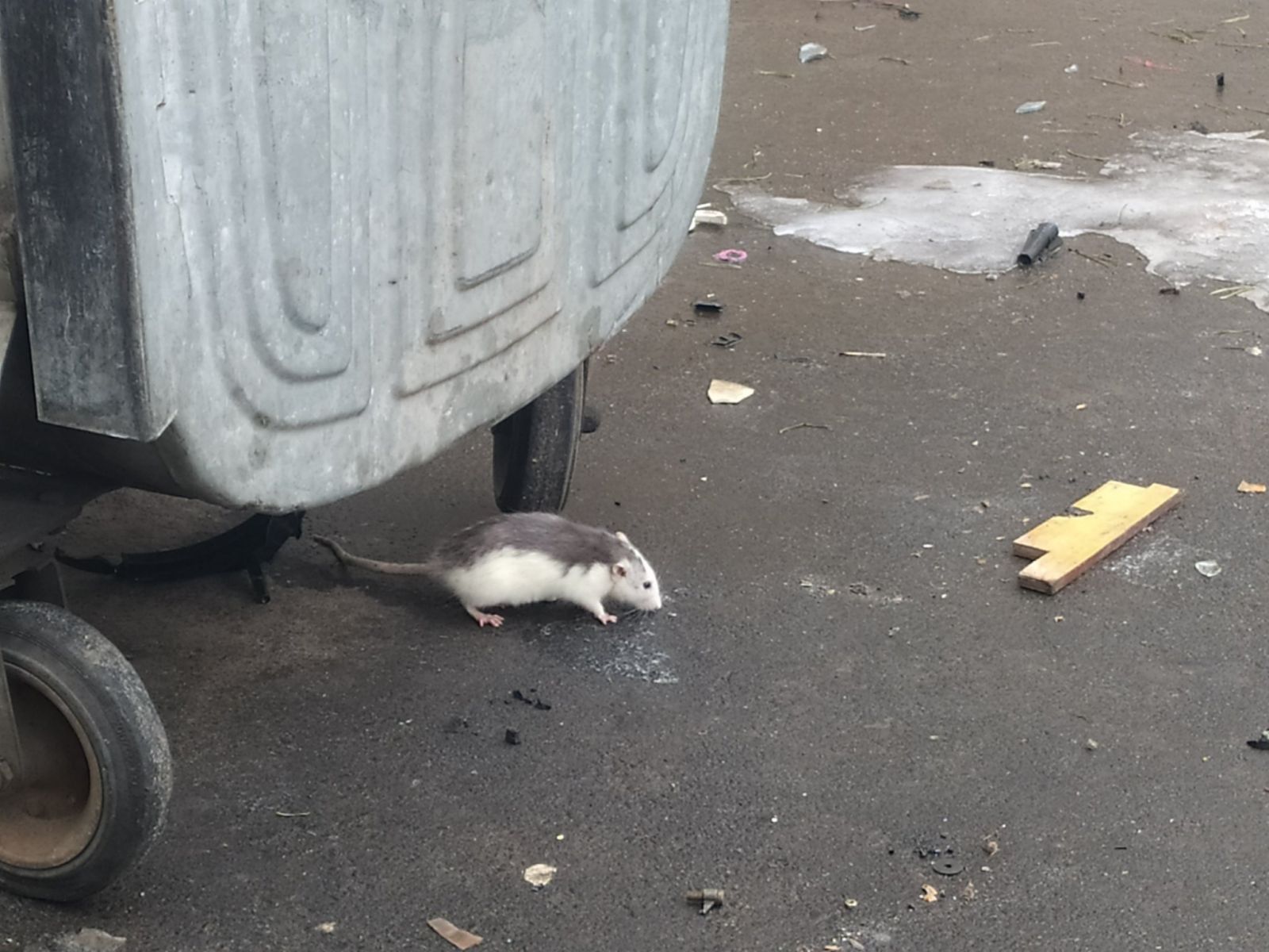 На Минском массиве обнаружена декоративная крыса. Разыскивается хозяин