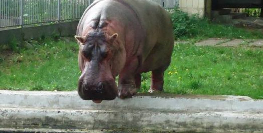 В киевском зоопарке отметили День бегемотов 