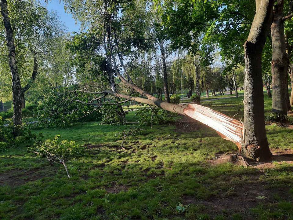В Киеве из-за непогоды повреждено или сломано триста деревьев