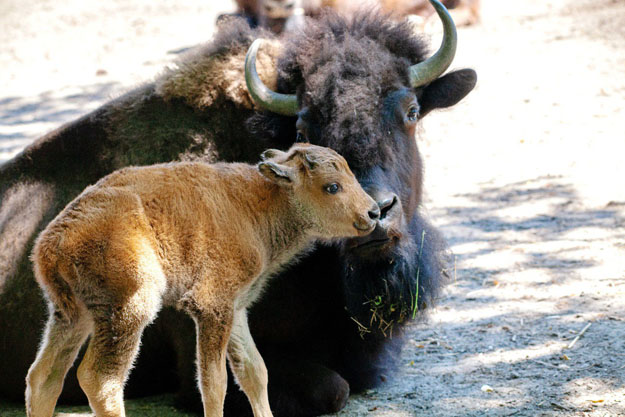 В Киевском зоопарке родились два маленьких бизона (фото)