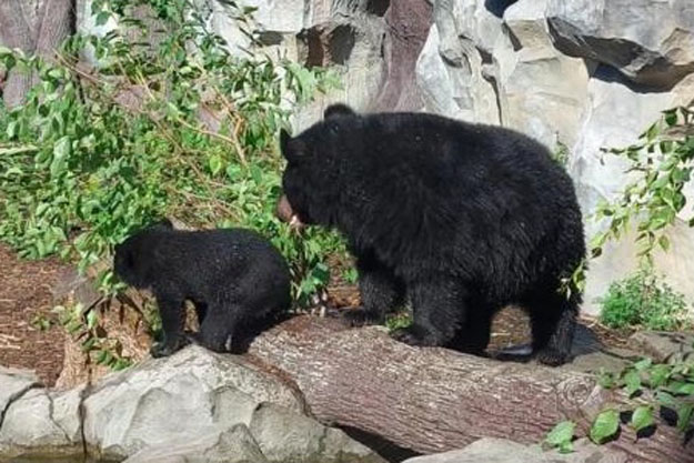 В киевском зоопарке маленький медвежонок Бери впервые вышел в свой вольер (видео)