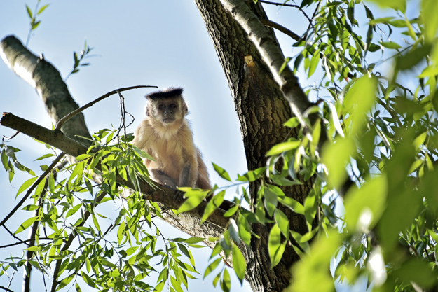 В киевском зоопарке обустроили отдельный зеленый остров для семьи обезьян капуцинов (фото)