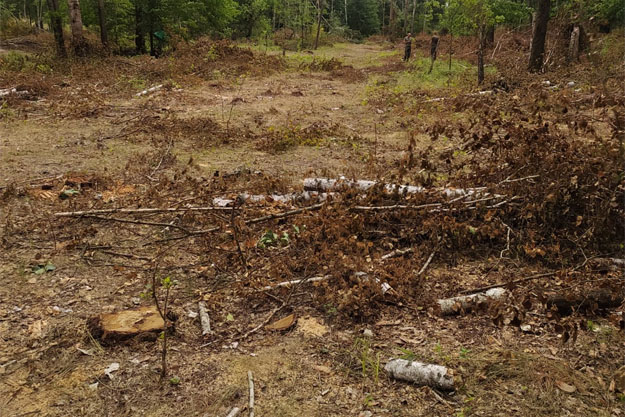 В Киевской области браконьер украл леса на сумму 1,5 миллиона гривен