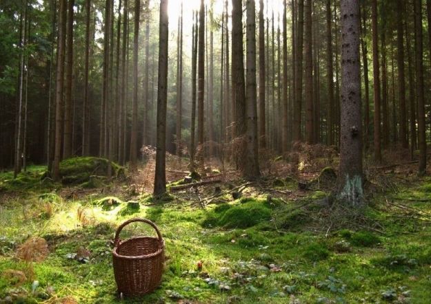 Киевлянам запретили ходить в лес за грибами