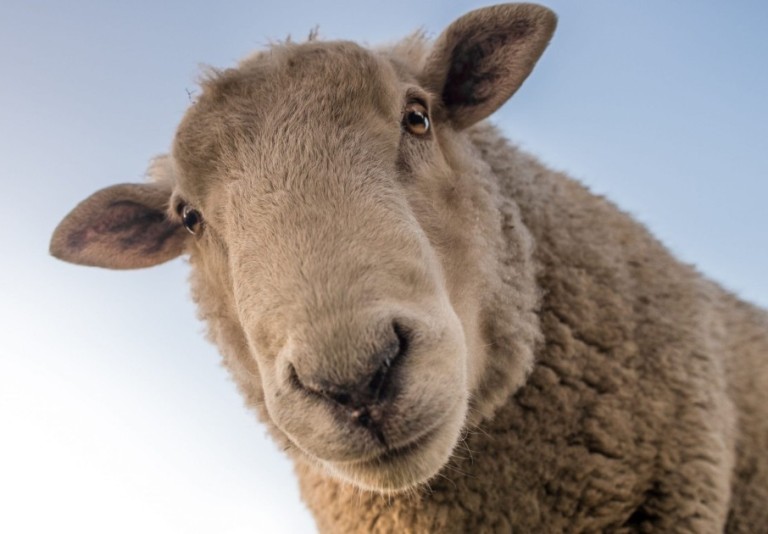 В Киеве по улицам бегает овца