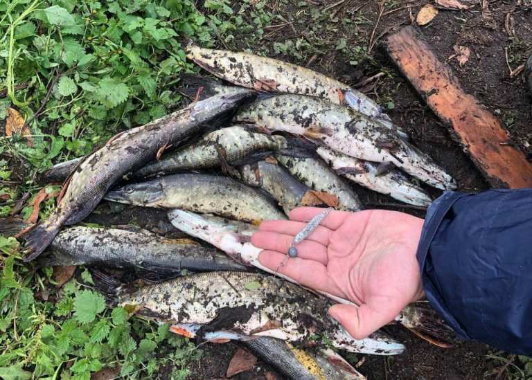 Под Киевом браконьер наловил рыбы на 28 тысяч гривен