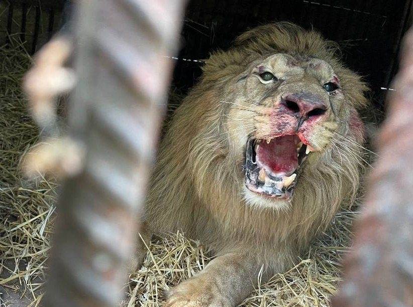 Испугался взрывов: в Киевской области из-за обстрелов пострадал лев