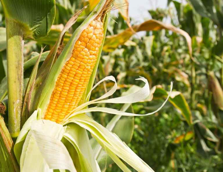Под Киевом за ночь украли 40 тонн кукурузы