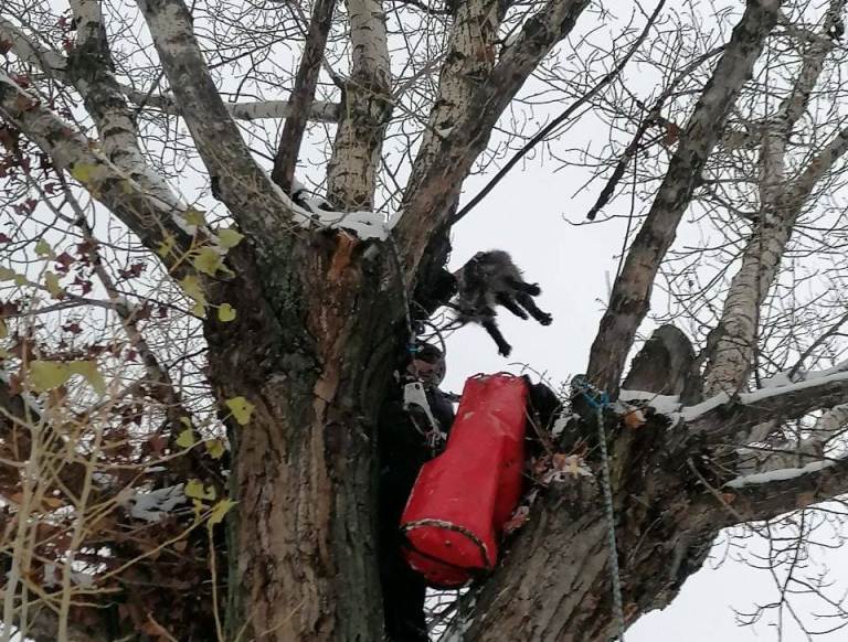 В Киеве спасли примерзшего к дереву кота