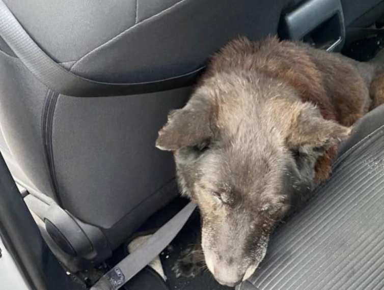 В Борисполе полицейские спасли лежавшую на дороге собаку
