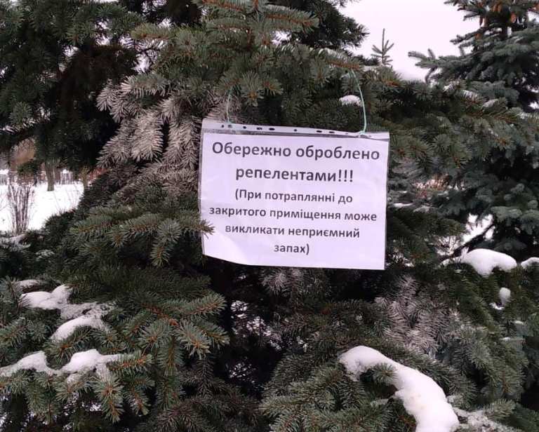 Хвойные деревья в Киеве защитили от вандалов