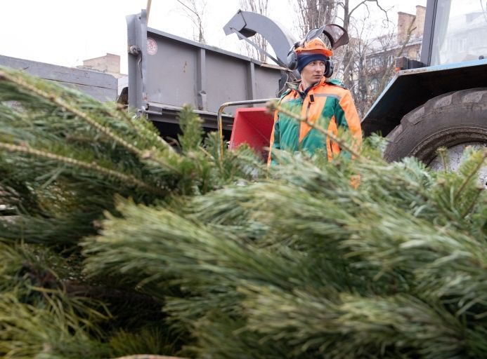 Куда сдавать елки на переработку в Киеве: адреса