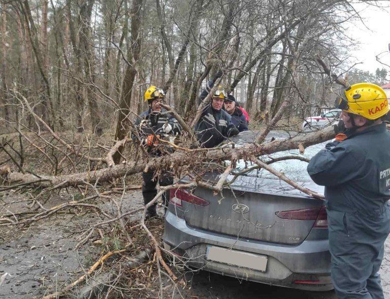 В Киеве дерево упало на припаркованную машину