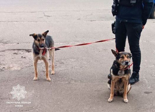 В Киеве патрульные спасли выброшенных собак