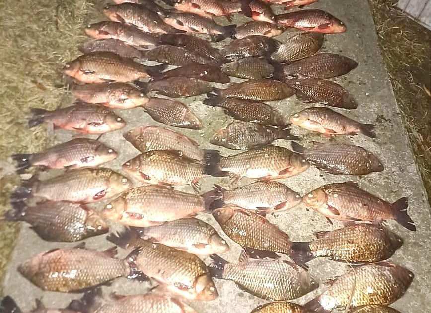 На Каневском водохранилище браконьер наловил рыбы на 100 тысяч гривен